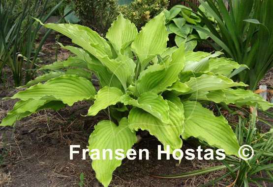 Hosta Shimmy Shake